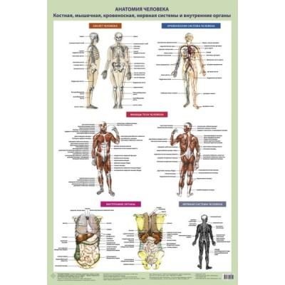 Анатомия человека. Костная, мышечная, кровеносная системы и внутренние органы